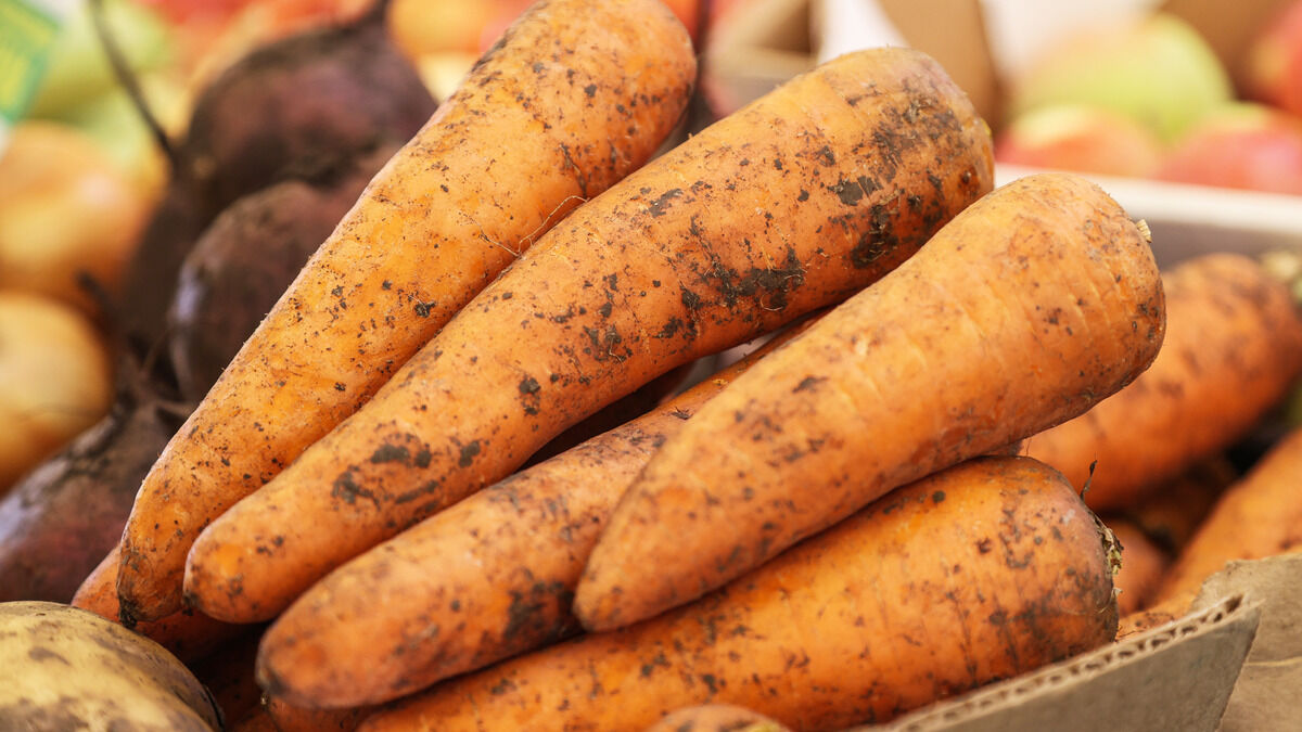 В сентябре соберем двойной урожай моркови, если в августе сделать это:мудрые дачники раскрыли секрет